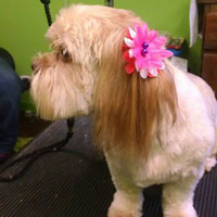 dog groomers
